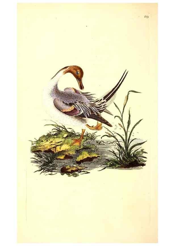 Reproducción/Reproduction 49531074463: The natural history of British birds, or, A selection of the most rare, beautiful and interesting birds which inhabit this country :. London :Printed for the author, and for F. and C. Rivington ...,1794[-1819]. 