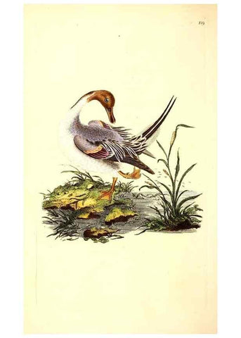 Reproducción/Reproduction 49531074463: The natural history of British birds, or, A selection of the most rare, beautiful and interesting birds which inhabit this country :. London :Printed for the author, and for F. and C. Rivington ...,1794[-1819]. 