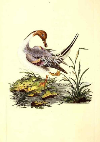 Reproducción/Reproduction 49531074463: The natural history of British birds, or, A selection of the most rare, beautiful and interesting birds which inhabit this country :. London :Printed for the author, and for F. and C. Rivington ...,1794[-1819]. 