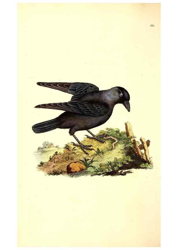 Reproducción/Reproduction 49531802577: The natural history of British birds, or, A selection of the most rare, beautiful and interesting birds which inhabit this country :. London :Printed for the author, and for F. and C. Rivington ...,1794[-1819]. 