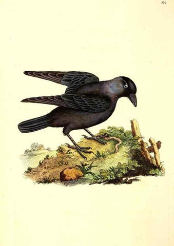 Reproducción/Reproduction 49531802577: The natural history of British birds, or, A selection of the most rare, beautiful and interesting birds which inhabit this country :. London :Printed for the author, and for F. and C. Rivington ...,1794[-1819]. 