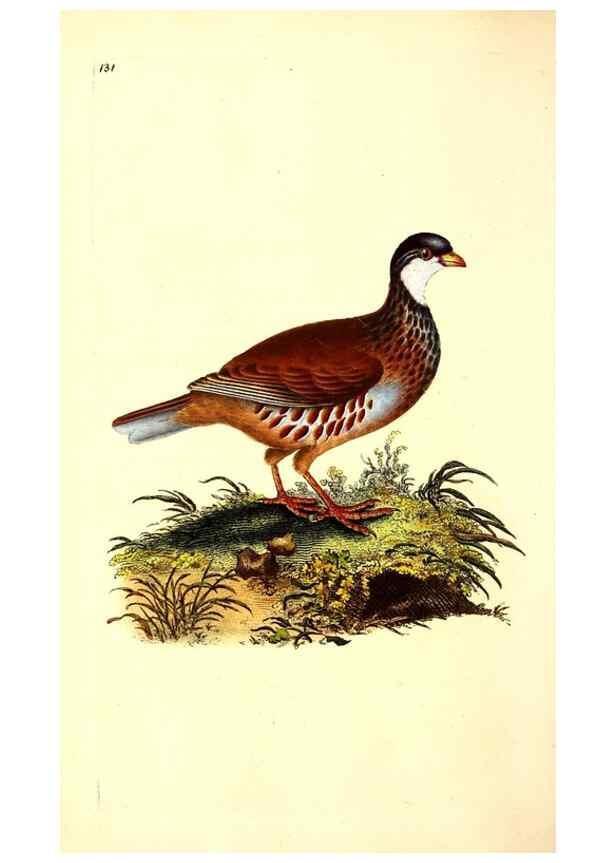 Reproducción/Reproduction 49531802862: The natural history of British birds, or, A selection of the most rare, beautiful and interesting birds which inhabit this country :. London :Printed for the author, and for F. and C. Rivington ...,1794[-1819]. 
