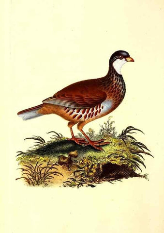 Reproducción/Reproduction 49531802862: The natural history of British birds, or, A selection of the most rare, beautiful and interesting birds which inhabit this country :. London :Printed for the author, and for F. and C. Rivington ...,1794[-1819]. 
