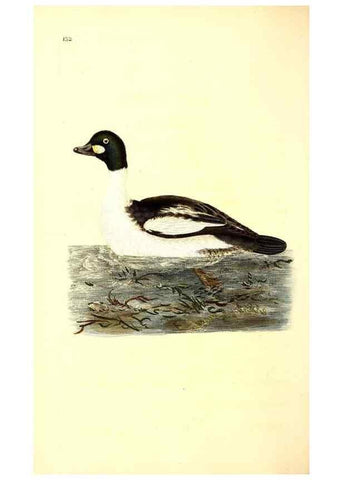 Reproducción/Reproduction 49531803137: The natural history of British birds, or, A selection of the most rare, beautiful and interesting birds which inhabit this country :. London :Printed for the author, and for F. and C. Rivington ...,1794[-1819]. 