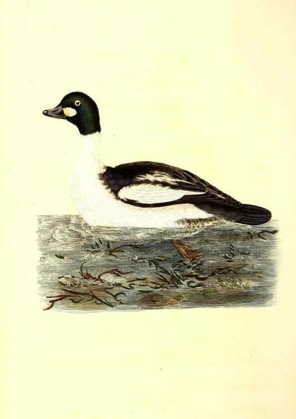 Reproducción/Reproduction 49531803137: The natural history of British birds, or, A selection of the most rare, beautiful and interesting birds which inhabit this country :. London :Printed for the author, and for F. and C. Rivington ...,1794[-1819]. 