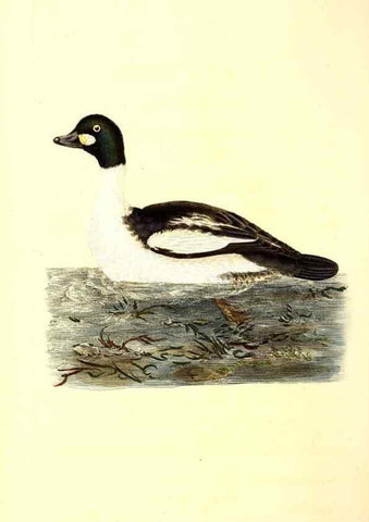 Reproducción/Reproduction 49531803137: The natural history of British birds, or, A selection of the most rare, beautiful and interesting birds which inhabit this country :. London :Printed for the author, and for F. and C. Rivington ...,1794[-1819]. 