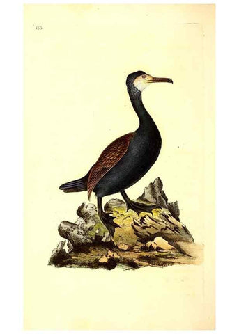 Reproducción/Reproduction 49531803382: The natural history of British birds, or, A selection of the most rare, beautiful and interesting birds which inhabit this country :. London :Printed for the author, and for F. and C. Rivington ...,1794[-1819]. 