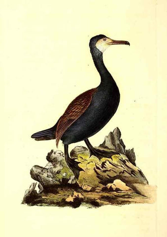 Reproducción/Reproduction 49531803382: The natural history of British birds, or, A selection of the most rare, beautiful and interesting birds which inhabit this country :. London :Printed for the author, and for F. and C. Rivington ...,1794[-1819]. 