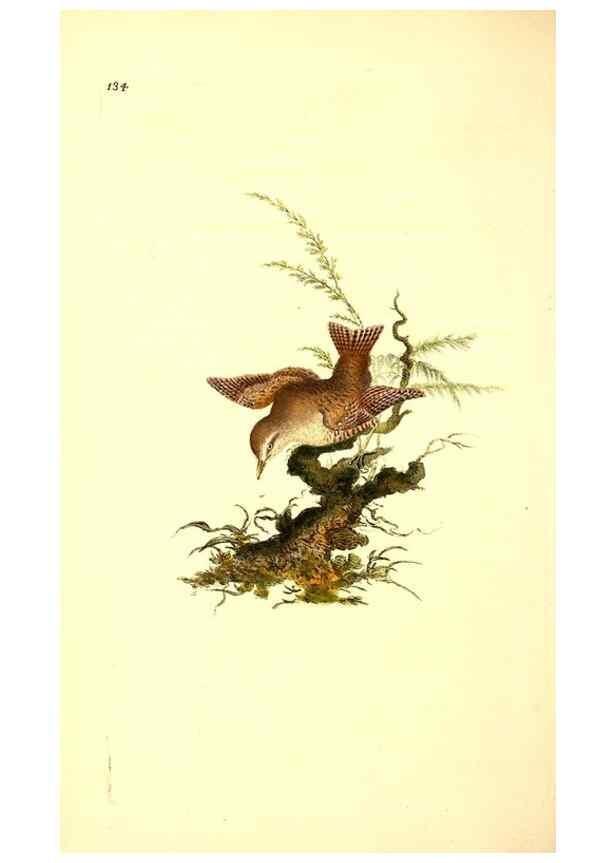 Reproducción/Reproduction 49531803692: The natural history of British birds, or, A selection of the most rare, beautiful and interesting birds which inhabit this country :. London :Printed for the author, and for F. and C. Rivington ...,1794[-1819]. 