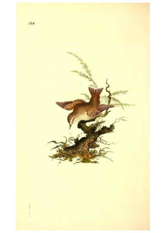 Reproducción/Reproduction 49531803692: The natural history of British birds, or, A selection of the most rare, beautiful and interesting birds which inhabit this country :. London :Printed for the author, and for F. and C. Rivington ...,1794[-1819]. 
