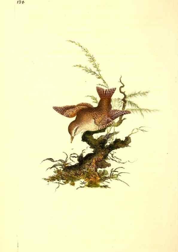 Reproducción/Reproduction 49531803692: The natural history of British birds, or, A selection of the most rare, beautiful and interesting birds which inhabit this country :. London :Printed for the author, and for F. and C. Rivington ...,1794[-1819]. 