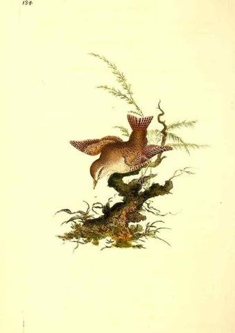 Reproducción/Reproduction 49531803692: The natural history of British birds, or, A selection of the most rare, beautiful and interesting birds which inhabit this country :. London :Printed for the author, and for F. and C. Rivington ...,1794[-1819]. 
