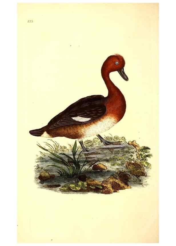 Reproducción/Reproduction 49531580836: The natural history of British birds, or, A selection of the most rare, beautiful and interesting birds which inhabit this country :. London :Printed for the author, and for F. and C. Rivington ...,1794[-1819]. 