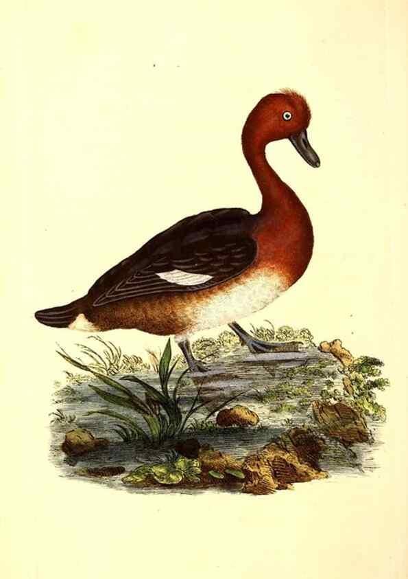 Reproducción/Reproduction 49531580836: The natural history of British birds, or, A selection of the most rare, beautiful and interesting birds which inhabit this country :. London :Printed for the author, and for F. and C. Rivington ...,1794[-1819]. 