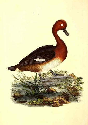 Reproducción/Reproduction 49531580836: The natural history of British birds, or, A selection of the most rare, beautiful and interesting birds which inhabit this country :. London :Printed for the author, and for F. and C. Rivington ...,1794[-1819]. 