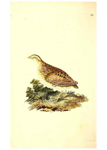 Reproducción/Reproduction 49531802162: The natural history of British birds, or, A selection of the most rare, beautiful and interesting birds which inhabit this country :. London :Printed for the author, and for F. and C. Rivington ...,1794[-1819]. 