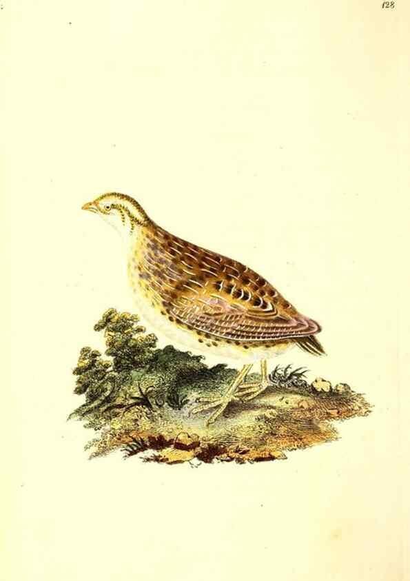 Reproducción/Reproduction 49531802162: The natural history of British birds, or, A selection of the most rare, beautiful and interesting birds which inhabit this country :. London :Printed for the author, and for F. and C. Rivington ...,1794[-1819]. 