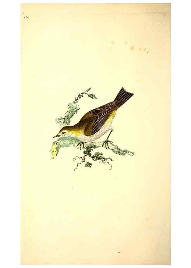 Reproducción/Reproduction 49531642686: The natural history of British birds, or, A selection of the most rare, beautiful and interesting birds which inhabit this country :. London :Printed for the author, and for F. and C. Rivington ...,1794[-1819]. 