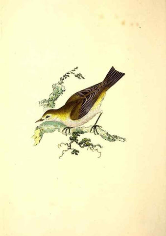 Reproducción/Reproduction 49531642686: The natural history of British birds, or, A selection of the most rare, beautiful and interesting birds which inhabit this country :. London :Printed for the author, and for F. and C. Rivington ...,1794[-1819]. 