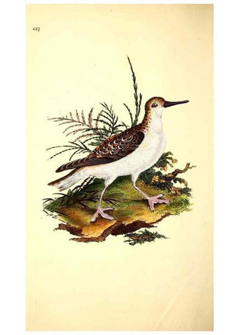 Reproducción/Reproduction 49531865697: The natural history of British birds, or, A selection of the most rare, beautiful and interesting birds which inhabit this country :. London :Printed for the author, and for F. and C. Rivington ...,1794[-1819]. 