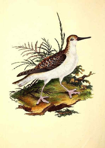 Reproducción/Reproduction 49531865697: The natural history of British birds, or, A selection of the most rare, beautiful and interesting birds which inhabit this country :. London :Printed for the author, and for F. and C. Rivington ...,1794[-1819]. 