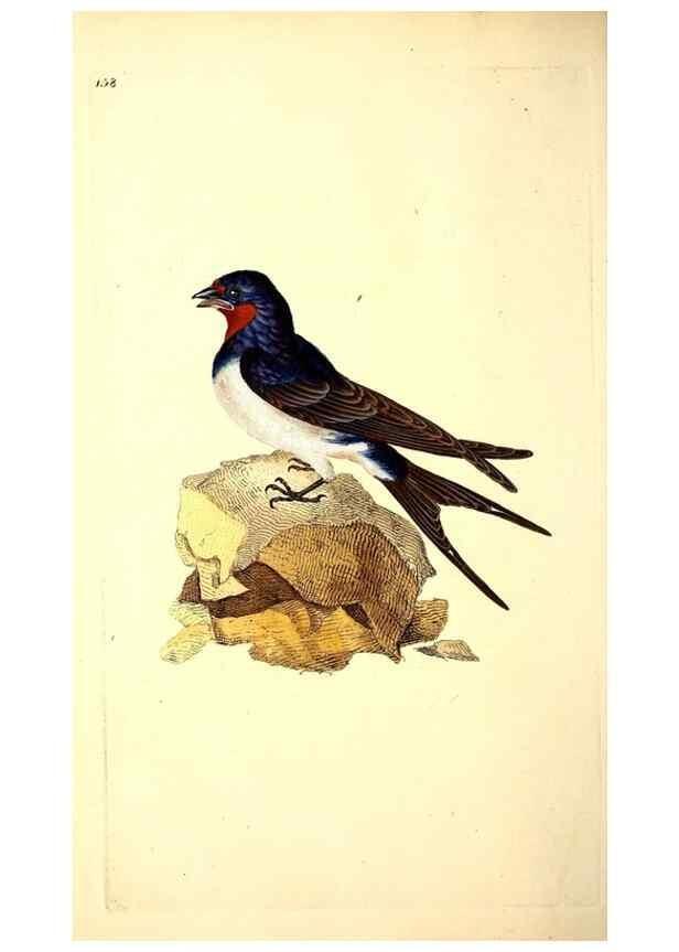 Reproducción/Reproduction 49531138533: The natural history of British birds, or, A selection of the most rare, beautiful and interesting birds which inhabit this country :. London :Printed for the author, and for F. and C. Rivington ...,1794[-1819]. 