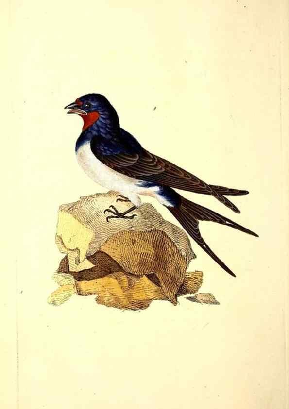 Reproducción/Reproduction 49531138533: The natural history of British birds, or, A selection of the most rare, beautiful and interesting birds which inhabit this country :. London :Printed for the author, and for F. and C. Rivington ...,1794[-1819]. 