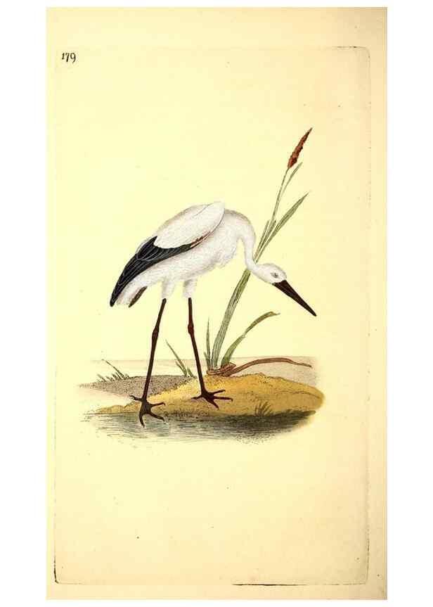 Reproducción/Reproduction 49531887782: The natural history of British birds, or, A selection of the most rare, beautiful and interesting birds which inhabit this country :. London :Printed for the author, and for F. and C. Rivington ...,1794[-1819]. 