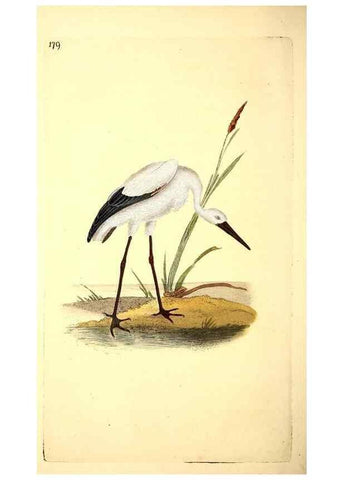 Reproducción/Reproduction 49531887782: The natural history of British birds, or, A selection of the most rare, beautiful and interesting birds which inhabit this country :. London :Printed for the author, and for F. and C. Rivington ...,1794[-1819]. 