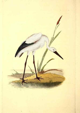 Reproducción/Reproduction 49531887782: The natural history of British birds, or, A selection of the most rare, beautiful and interesting birds which inhabit this country :. London :Printed for the author, and for F. and C. Rivington ...,1794[-1819]. 