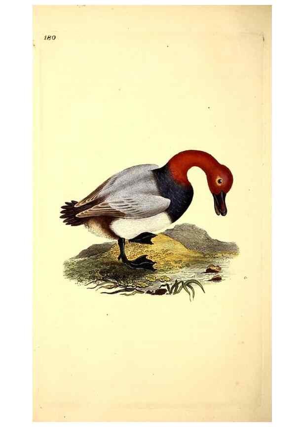 Reproducción/Reproduction 49531888007: The natural history of British birds, or, A selection of the most rare, beautiful and interesting birds which inhabit this country :. London :Printed for the author, and for F. and C. Rivington ...,1794[-1819]. 