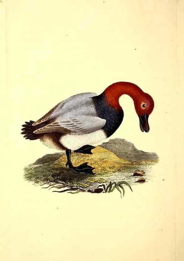Reproducción/Reproduction 49531888007: The natural history of British birds, or, A selection of the most rare, beautiful and interesting birds which inhabit this country :. London :Printed for the author, and for F. and C. Rivington ...,1794[-1819]. 