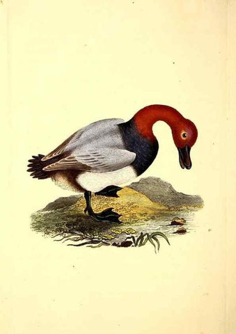Reproducción/Reproduction 49531888007: The natural history of British birds, or, A selection of the most rare, beautiful and interesting birds which inhabit this country :. London :Printed for the author, and for F. and C. Rivington ...,1794[-1819]. 