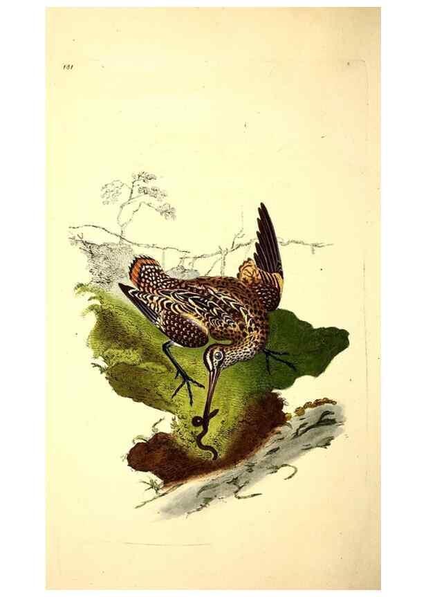 Reproducción/Reproduction 49531160893: The natural history of British birds, or, A selection of the most rare, beautiful and interesting birds which inhabit this country :. London :Printed for the author, and for F. and C. Rivington ...,1794[-1819]. 