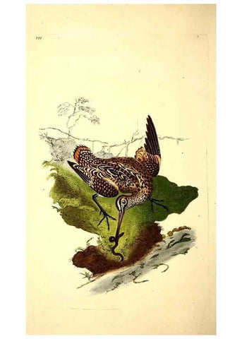 Reproducción/Reproduction 49531160893: The natural history of British birds, or, A selection of the most rare, beautiful and interesting birds which inhabit this country :. London :Printed for the author, and for F. and C. Rivington ...,1794[-1819]. 