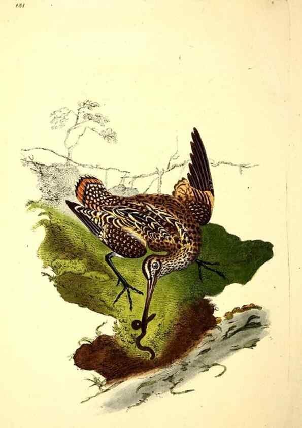 Reproducción/Reproduction 49531160893: The natural history of British birds, or, A selection of the most rare, beautiful and interesting birds which inhabit this country :. London :Printed for the author, and for F. and C. Rivington ...,1794[-1819]. 