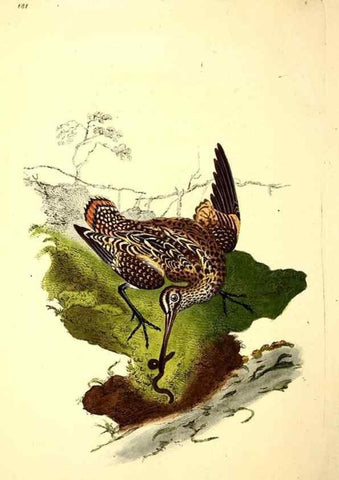 Reproducción/Reproduction 49531160893: The natural history of British birds, or, A selection of the most rare, beautiful and interesting birds which inhabit this country :. London :Printed for the author, and for F. and C. Rivington ...,1794[-1819]. 