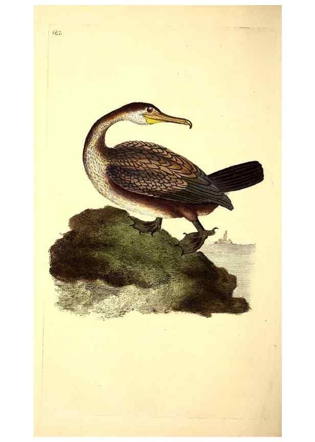 Reproducción/Reproduction 49531161153: The natural history of British birds, or, A selection of the most rare, beautiful and interesting birds which inhabit this country :. London :Printed for the author, and for F. and C. Rivington ...,1794[-1819]. 