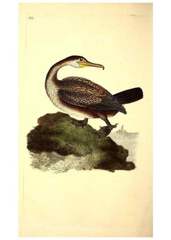 Reproducción/Reproduction 49531161153: The natural history of British birds, or, A selection of the most rare, beautiful and interesting birds which inhabit this country :. London :Printed for the author, and for F. and C. Rivington ...,1794[-1819]. 