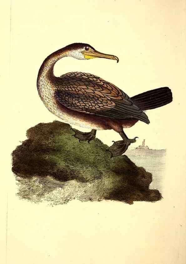 Reproducción/Reproduction 49531161153: The natural history of British birds, or, A selection of the most rare, beautiful and interesting birds which inhabit this country :. London :Printed for the author, and for F. and C. Rivington ...,1794[-1819]. 