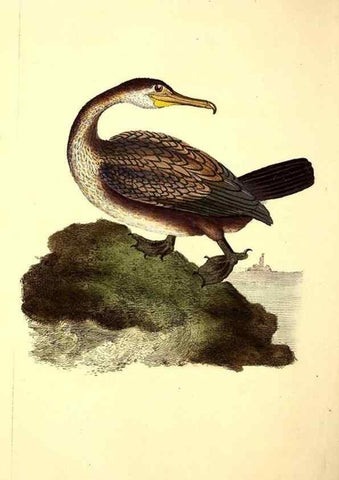 Reproducción/Reproduction 49531161153: The natural history of British birds, or, A selection of the most rare, beautiful and interesting birds which inhabit this country :. London :Printed for the author, and for F. and C. Rivington ...,1794[-1819]. 