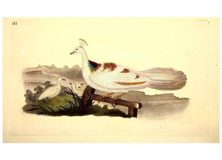 Reproducción/Reproduction 49531665551: The natural history of British birds, or, A selection of the most rare, beautiful and interesting birds which inhabit this country :. London :Printed for the author, and for F. and C. Rivington ...,1794[-1819]. 