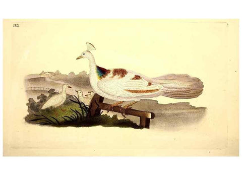 Reproducción/Reproduction 49531665551: The natural history of British birds, or, A selection of the most rare, beautiful and interesting birds which inhabit this country :. London :Printed for the author, and for F. and C. Rivington ...,1794[-1819]. 