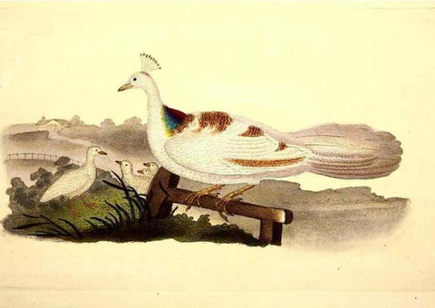 Reproducción/Reproduction 49531665551: The natural history of British birds, or, A selection of the most rare, beautiful and interesting birds which inhabit this country :. London :Printed for the author, and for F. and C. Rivington ...,1794[-1819]. 