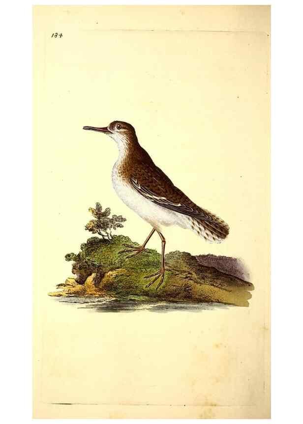 Reproducción/Reproduction 49531665781: The natural history of British birds, or, A selection of the most rare, beautiful and interesting birds which inhabit this country :. London :Printed for the author, and for F. and C. Rivington ...,1794[-1819]. 
