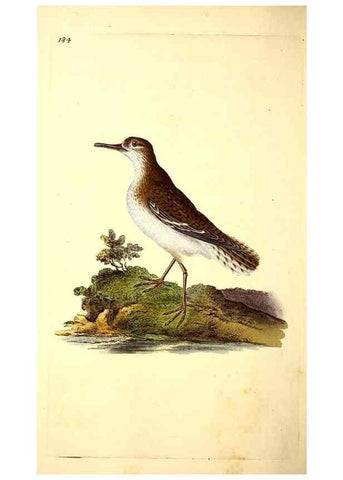 Reproducción/Reproduction 49531665781: The natural history of British birds, or, A selection of the most rare, beautiful and interesting birds which inhabit this country :. London :Printed for the author, and for F. and C. Rivington ...,1794[-1819]. 