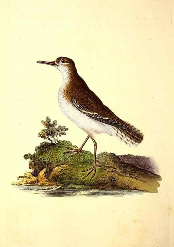 Reproducción/Reproduction 49531665781: The natural history of British birds, or, A selection of the most rare, beautiful and interesting birds which inhabit this country :. London :Printed for the author, and for F. and C. Rivington ...,1794[-1819]. 