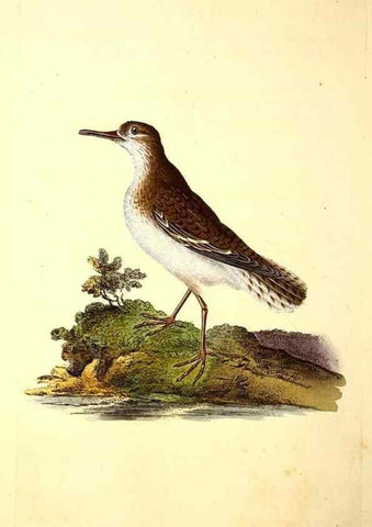 Reproducción/Reproduction 49531665781: The natural history of British birds, or, A selection of the most rare, beautiful and interesting birds which inhabit this country :. London :Printed for the author, and for F. and C. Rivington ...,1794[-1819]. 
