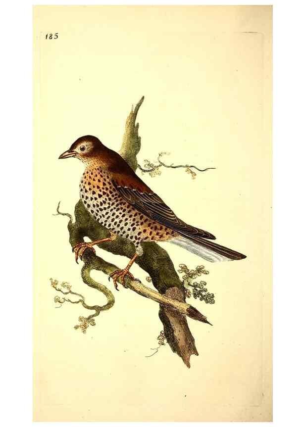 Reproducción/Reproduction 49531161833: The natural history of British birds, or, A selection of the most rare, beautiful and interesting birds which inhabit this country :. London :Printed for the author, and for F. and C. Rivington ...,1794[-1819]. 