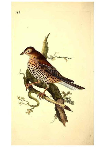 Reproducción/Reproduction 49531161833: The natural history of British birds, or, A selection of the most rare, beautiful and interesting birds which inhabit this country :. London :Printed for the author, and for F. and C. Rivington ...,1794[-1819]. 